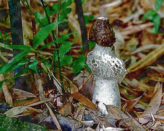 芦屋プラン株式会社 宇治市植物公園
